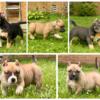 🔥 ABKC (POCKET) American Bully Puppies – Stacked Bloodline – Ready Now!