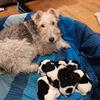 Wire Hair Fox Terrier