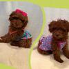 Red Toy Poodle female