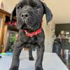 Cane corso 