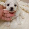 Bichon Frise puppies ready for Valentine's Day !