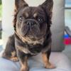 AKC registered Fluffy French Bulldog Stud available 