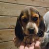 Beagle puppy male