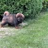 Chinese Tibetan mastiff puppies