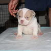 Pied ball micro bull available 