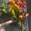 Sun conure 