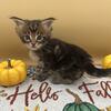 Purebred Maine Coon Kittens 