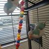 Young Blue Quaker parrots