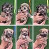 Morkie Puppies For Rehoming