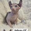 Sphynx DBE Kittens TICA Breeding Rights Chicago IL