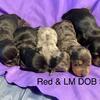 Miniature Dachshund puppies!