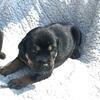 Puppy Rottweilers 
