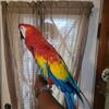 Scarlet Macaw 