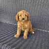 Cavapoo Mini Females REDUCED