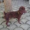 CHOCOLATE TOY POODLE