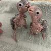Green Cheek Conures babies