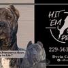 Presa canario pet homes 2025 