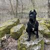 Handsome STUD Available! 🚨 **CANE CORSO**