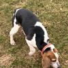 AKC Beagle