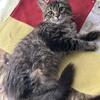 Affectionate ragdoll-tabby mixed girl