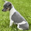 2 blue and blue tri males available -