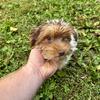 Chocolate and White Parti Yorkie Female