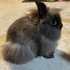 Lionhead Rabbit