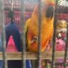 (limited time sale)sun conure selling from commernce township michigan 