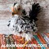 Frizzled Serama Chicks & 1 Proven Rooster