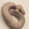 Pastel ivory and clown ball pythons 
