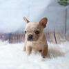 Cream Mini French Bulldog 