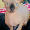 Male Sphynx available for stud only 