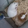 Rehoming guinea pigs free