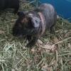 Baby male Skinny Pigs