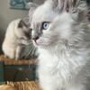 SOLD Ragdoll kitten (MORE AVAILABLE)