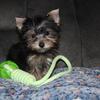Yorkie Puppys