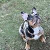 Merle Female French bull dog puppy AKC registered 