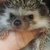 Baby   hedgehogs 