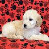 F1 and F1b Goldendoodles Healthy and Friendly