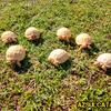 Albino sulcata tortoises for sale