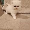 CFA Persian Kittens, Blue Point, Soild White, Chocolate and Orange/ Red