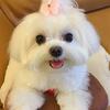 Show Quality And Female Maltese Puppy For Sell