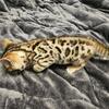 Bengal kittens available