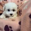 Yorkie mix, Cavapoo, bichons, shih tzu, Teddy bears  reduced. Pittsburgh Cleveland Youngstown