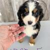 Gorgeous Burnese Mountain Dog Puppies Ready to go to Their Furever home now!