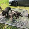 Cane Corso puppies for sale