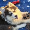 Pomsky Puppies mini/wooly
