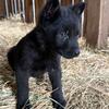 AKC Black German Shepherd females