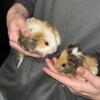  Rehoming Guinea Pigs