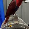 Female S.I. eclectus Hand fed